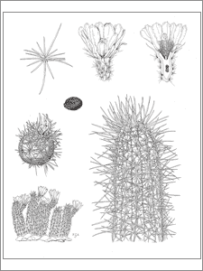 botanical plate of the saguaro