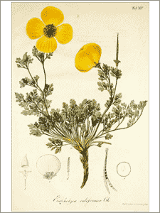 botanical plate of California poppy